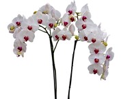 image фото Phalaenopsis Red Lips - фаленопсис оптом купить цветы и растения из Голландии, Германии, Италии, Испании, Дании, Эквадора, Колумбии, Азии, Африки, Израиля, Китая, Тайланда, Тайваня с доставкой по Украине в: Киев, Львов, Черкассы, Кировоград, Полтава, Ровно, Днепропетровск, Запорожье, Харьков, Кривой Рог, Днепр, Одесса, Николаев, Херсон, Умань, Кропивницкий